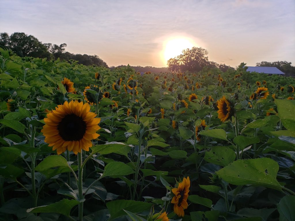 Date night in Tampa Sunflower picking at Sweetfields Farm