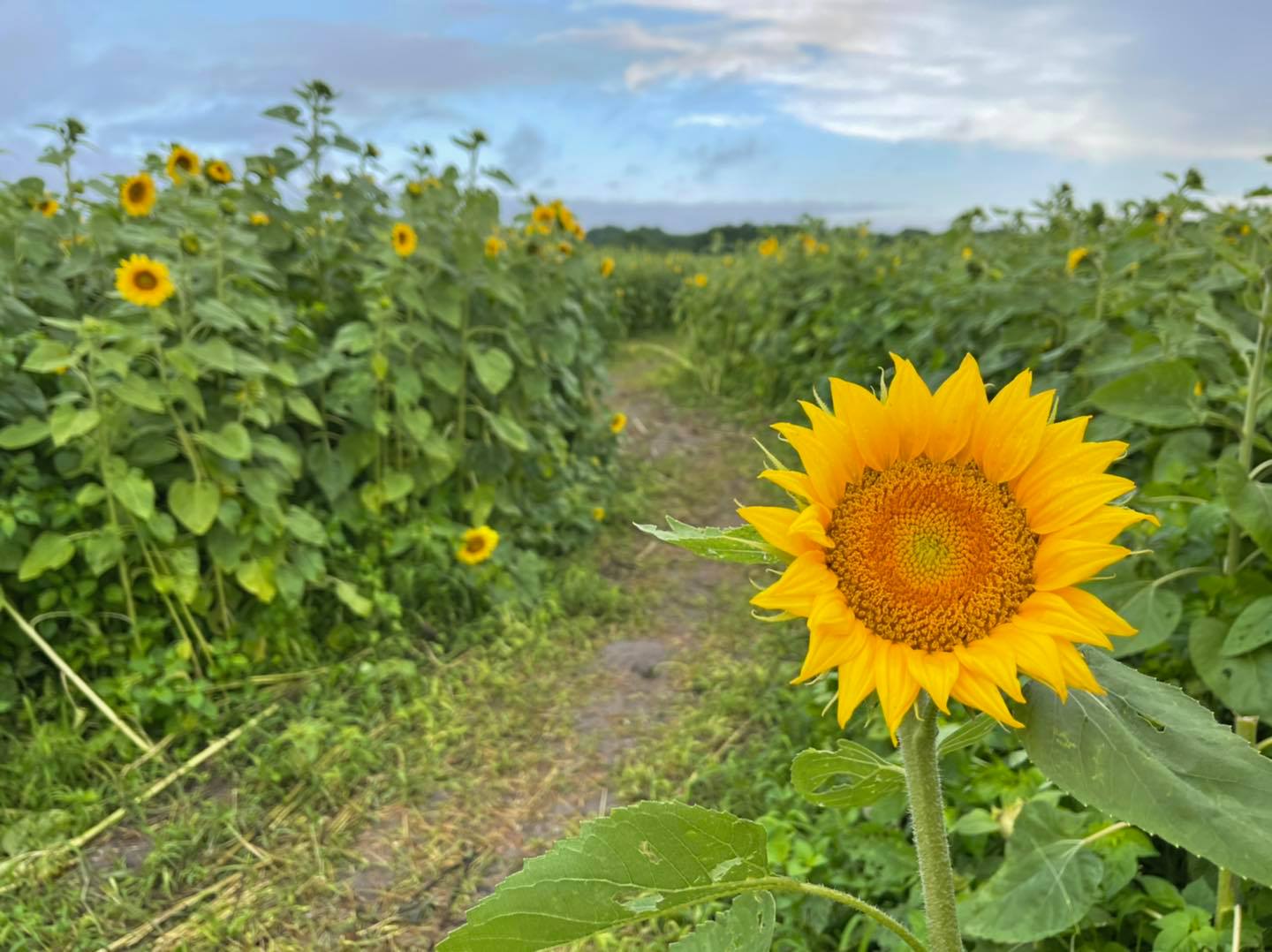 U-pick farms in Tampa Bay - sunflowers at Hunsader Farms in Bradenton, FL