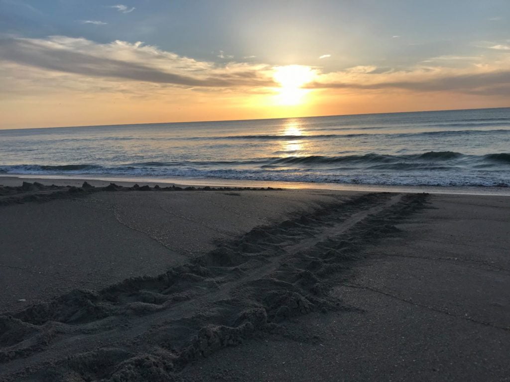 Path left by a nesting sea turtle