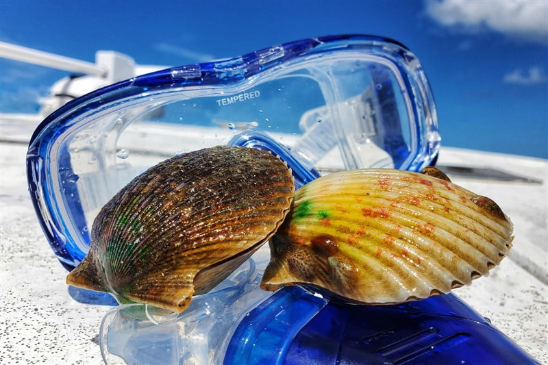 Guide to Scalloping Season in Tampa Bay