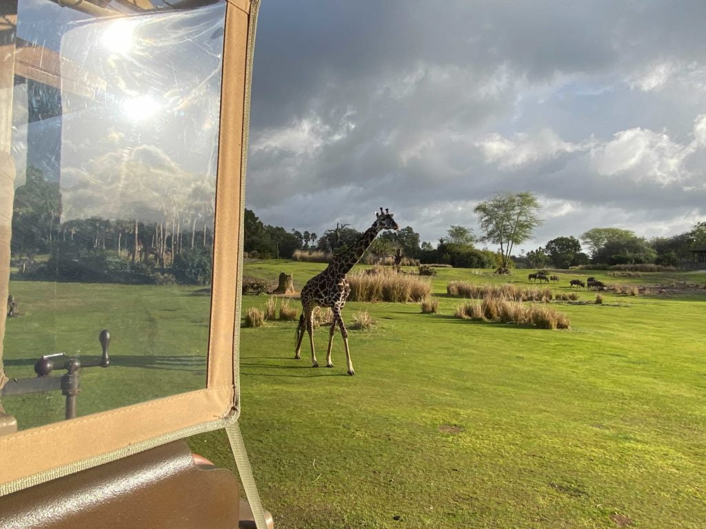 Kilimanjaro Safaris at Disney's Animal Kingdom