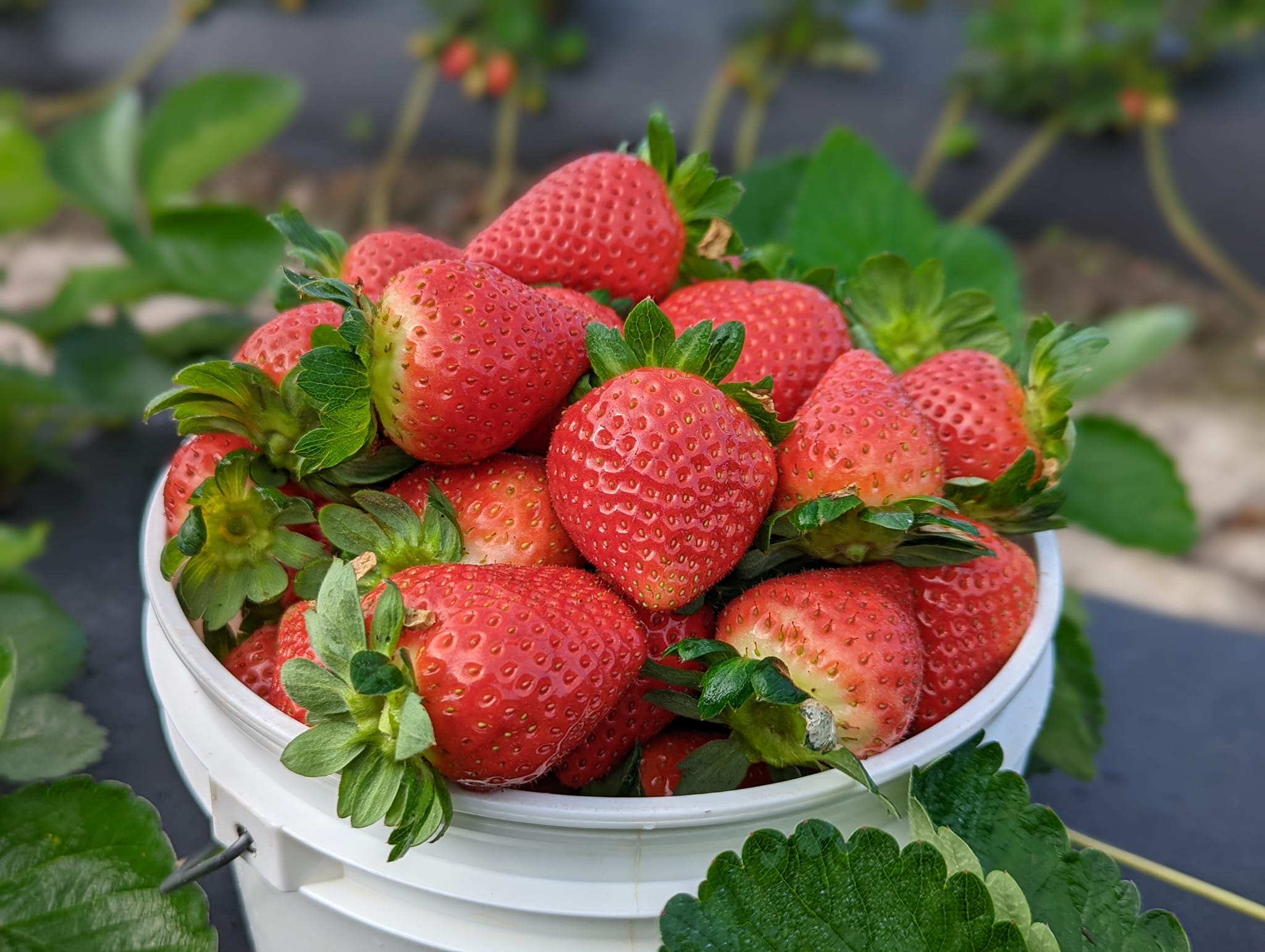 U-pick strawberries at JG Ranch
