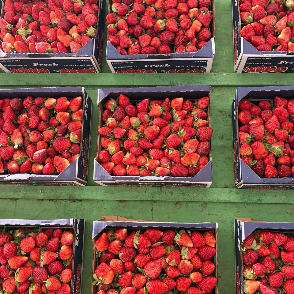 Fresh flats of strawberries at the Florida Strawberry Festival