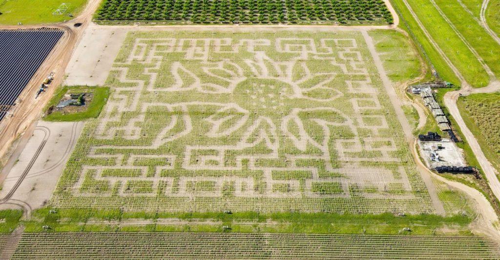 corn mazes in tampa bay - southern hill farms