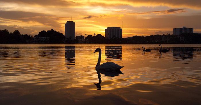 image of swan swimming in lake in lakeland at sunset on lakeland's lake morton. this is something to watch in lakeland if you're looking for something to do that is a close drive from orlando or tampa.